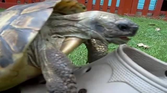 Une tortue fait l'amour à une chaussure dans le jardin !